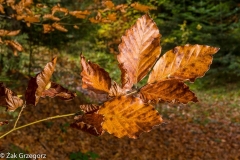 Barwy jesieni na Podhalu...