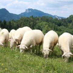 Owieczki na Podhalu