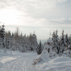 Beskidzkie lasy to raj dla narciarzy biegowych